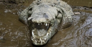 crocodile_american_tar_h_1591_cos2594.jpg